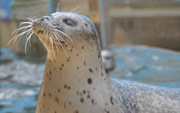 July is a Month of Celebration at SeaQuarium Rhyl
