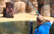 Seal Shower at SeaQuarium Rhyl