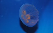 Explore Jellies at Rhyl