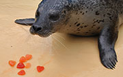 Seal of love at SeaQuarium Rhyl