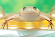 SAVE THE FROGS AT SEAQUARIUM