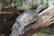 WORLD TURTLE DAY AT SEAQUARIUM RHYL