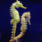 LOVE SEAHORSES - LOVE OCEANS WEEK