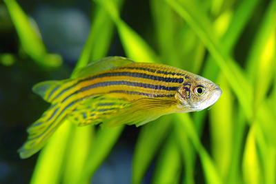 The potentially life saving - Zebra danios