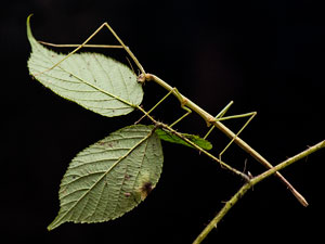 Stick Insects at SeaQuarium