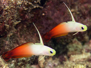 Fire fish, Indian Ocean