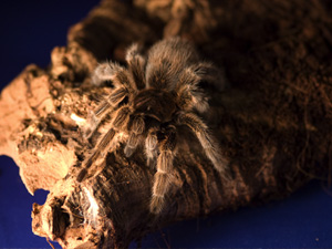 Tarantula, Chilean rose