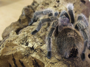 Tarantula, Chilean rose