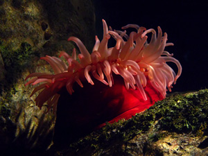 Anemone, Beadlet