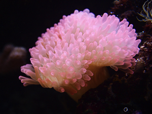 Anemone, Bubble tip