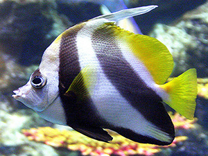 Bannerfish, Longfin