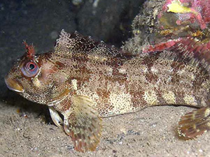 Blenny, Tompot
