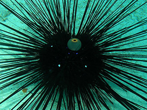 Urchin, Long spined