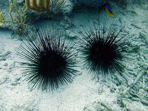Urchin, Long spined