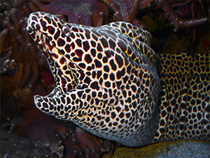 Moray eel, Honeycomb/Leopard