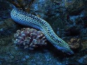 Moray eel, Honeycomb/Leopard