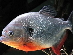 Piranha, Red-bellied
