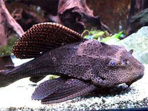 Plecostomus, Common
