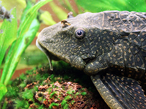 Plecostomus, Common