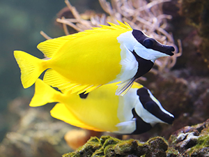 Rabbitfish, Foxface