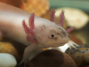 Axolotl