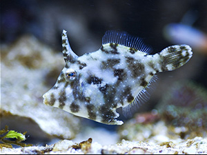 Filefish, Aiptasia eating