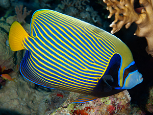 Angelfish, Emperor