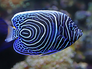 Angelfish, Emperor
