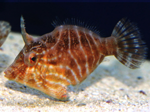 Filefish, Aiptasia eating