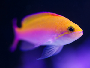 Anthias, Lyre tail