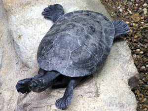 Turtle, Geoffroy's side-necked