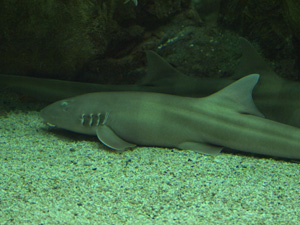 Bamboo shark, Brownbanded