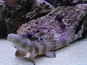 Bamboo shark, Brownbanded