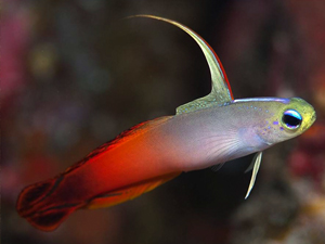 Fire fish, Indian Ocean