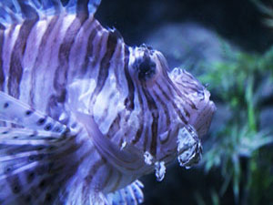 Lionfish