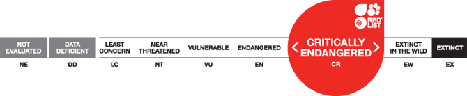 Critically Endangered